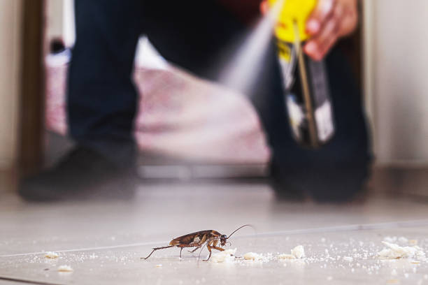 Best Spider Control Near Me  in Shepherd, TX